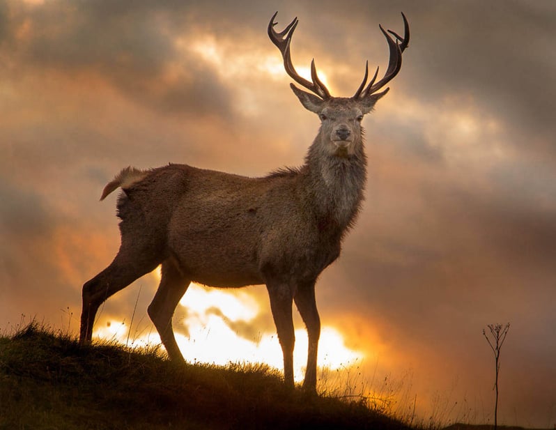 wildlife_008_1920px