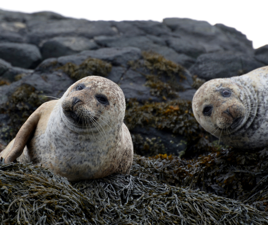 Seals