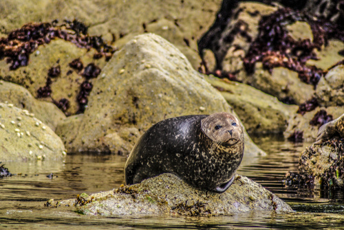 Seal at Ullapool